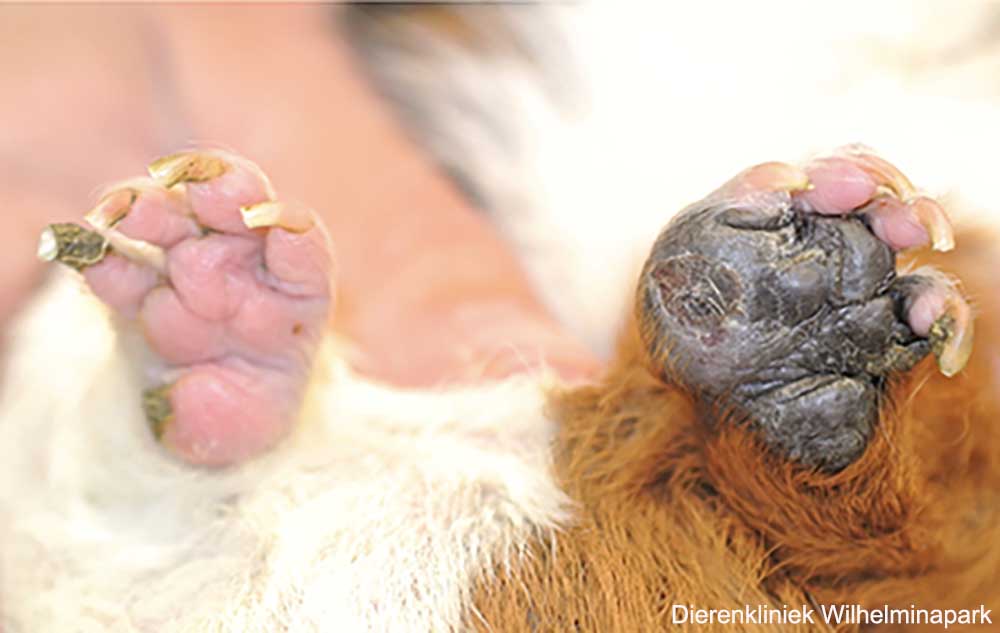 Een bumblefoot bij een cavia